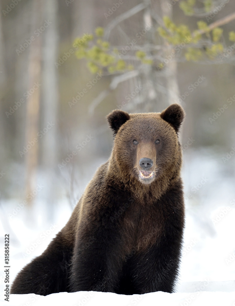 Fototapeta premium Bear sits in the snow, opening its mouth. Front view. Brown bear in winter forest. Scientific name: Ursus Arctos. Natural Habitat.