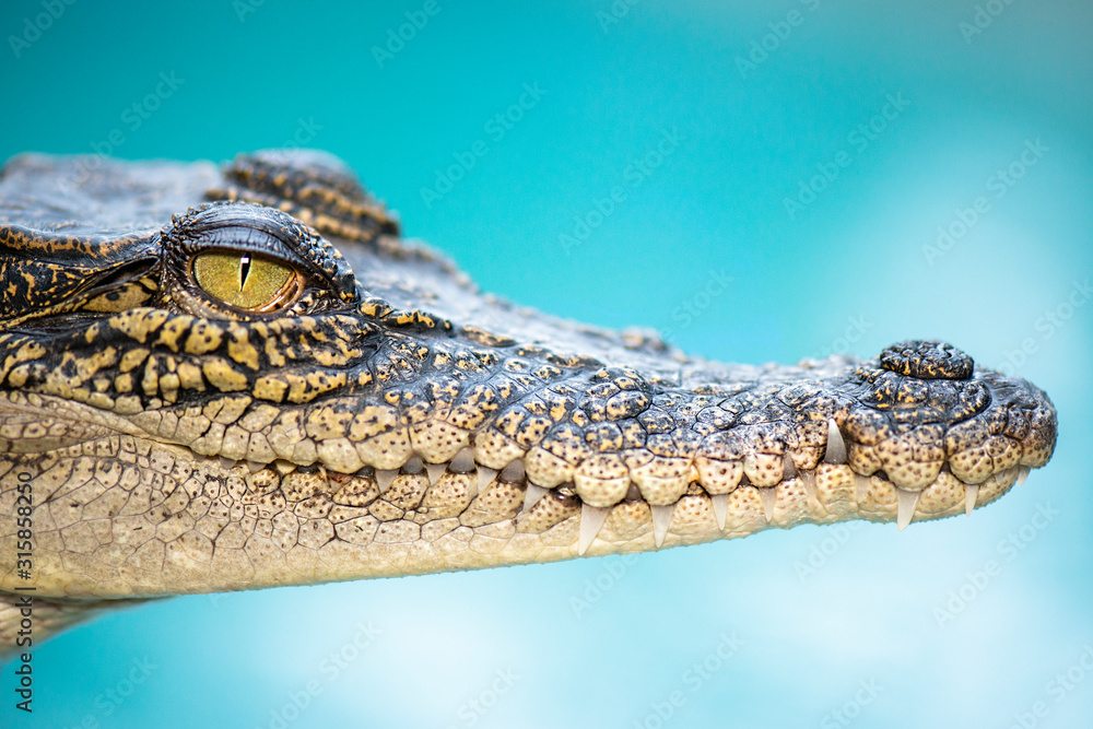 Fototapeta premium The saltwater crocodile is a crocodilian native to saltwater habitats and brackish wetlands from India's east coast across Southeast Asia and the Sundaic region to northern Australia and Micronesia.