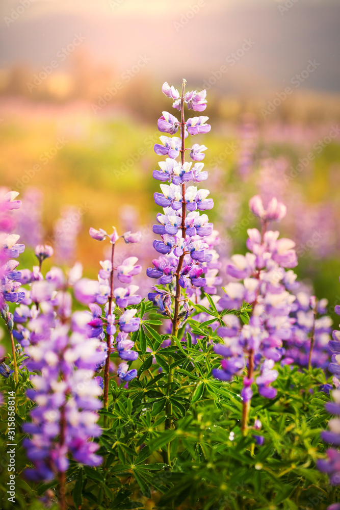 Obraz premium Mountain meadow