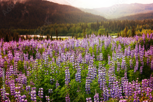 Mountain meadow