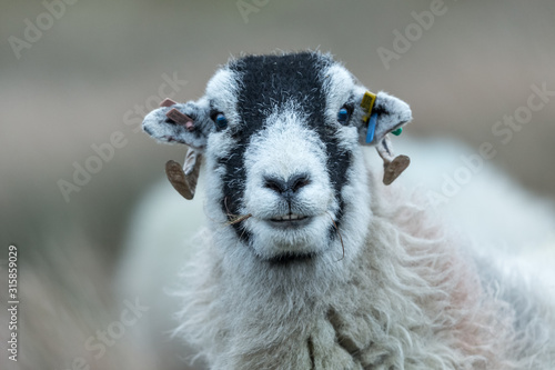 Swaledale sheep facing forward with silage in her mouth in the winter month of January.  Facing forward.  Blurred background.  Horizontal.  Space for copy. photo