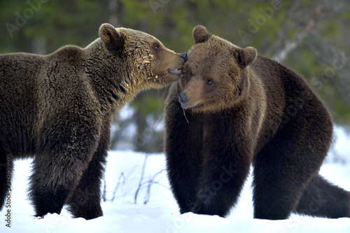 Photography Couple of bears sniffing each other