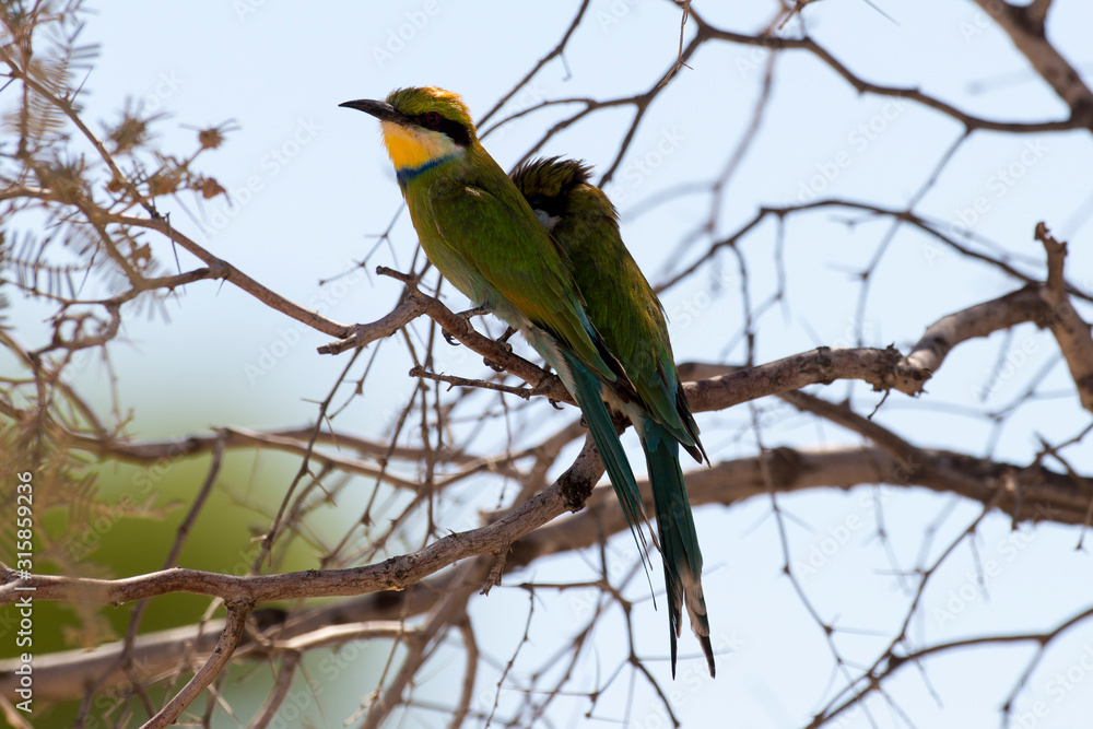 Naklejka premium Guêpier à queue d'aronde,.Merops hirundineus, Swallow tailed Bee eater