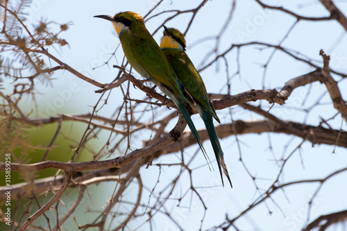 Guêpier à queue d'aronde,.Merops hirundineus, Swallow tailed Bee eater photo