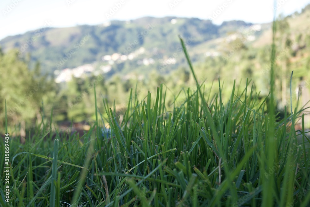 Obraz premium Grass garden 