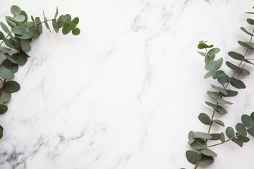 Border of eucalyptus leaves on a marble background. Lay flat