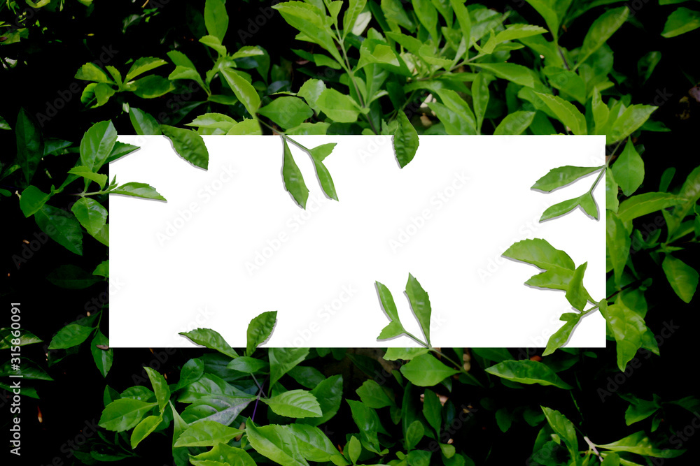 square frame creative lay out background with green leaves copy space square frame creative lay out background with green leaves copy space