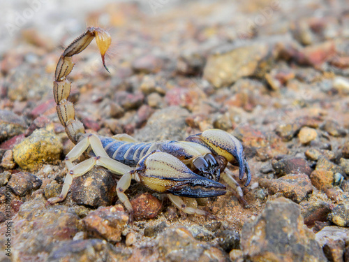 Cape Burrower Scorpion full profile