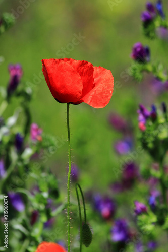 red poppies in a field