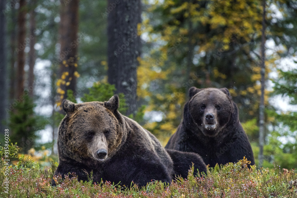 Fototapeta premium Big Adult Male of Brown bears in the autumn forest. Scientific name: Ursus arctos. Natural habitat.