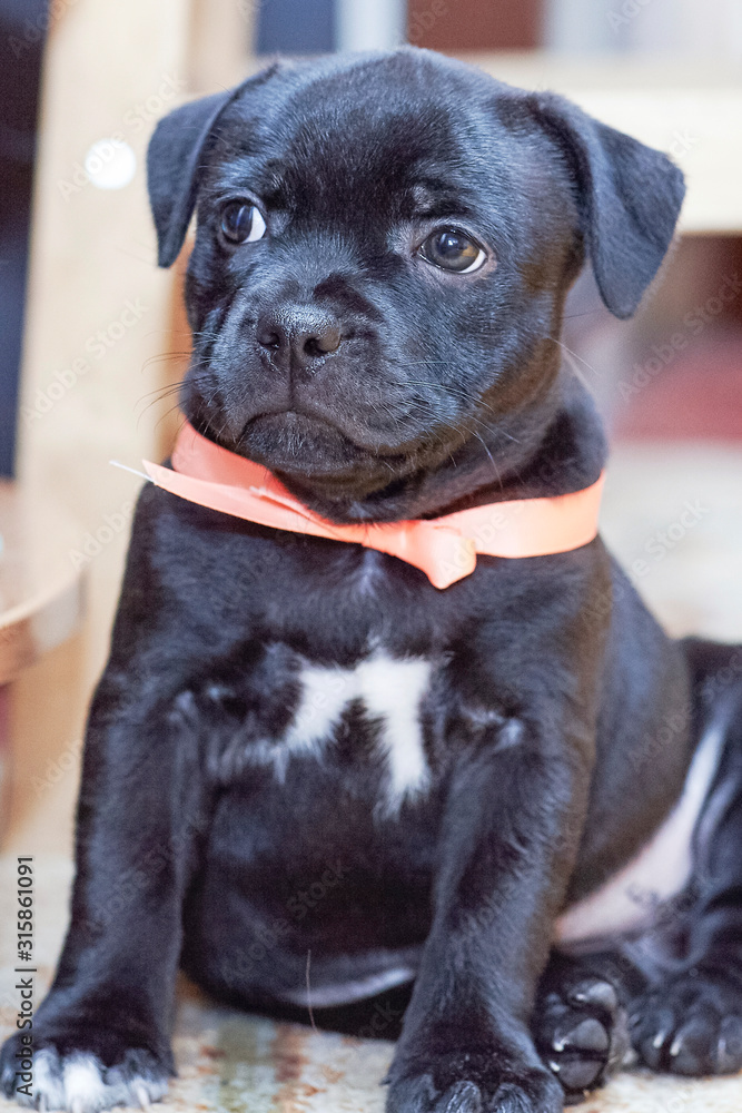 Cute little black puppy with coral ribbon on the neck, sitting with humility look. Indoors, soft selective focus, copy space.