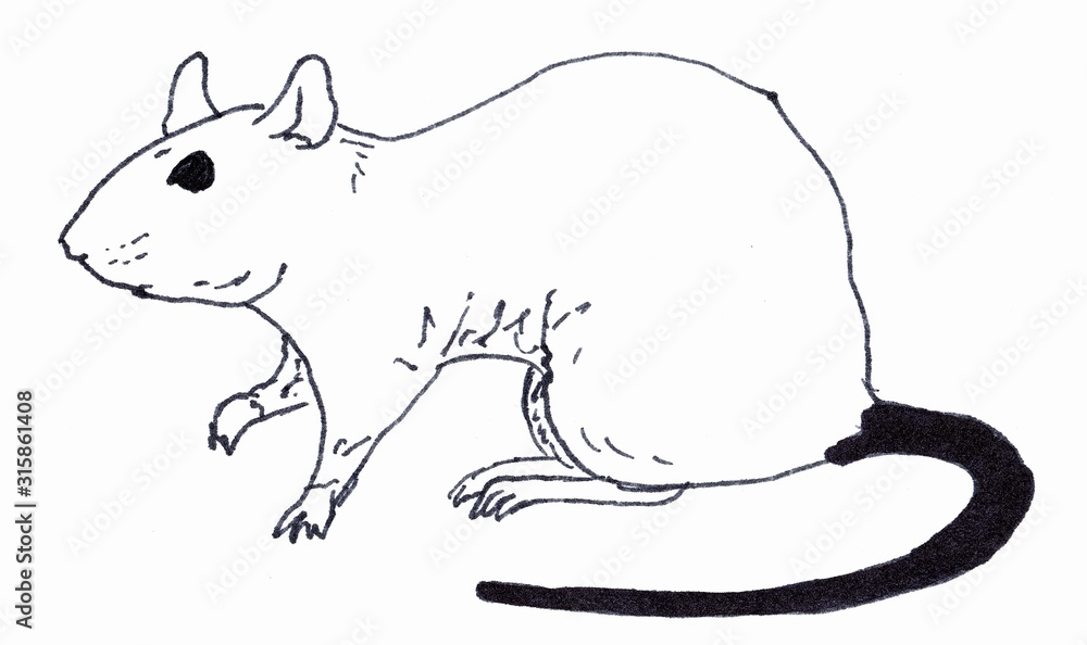 The rat is sitting. Linear illustration on a white background. The rat is sitting. Linear illustration on a white background.