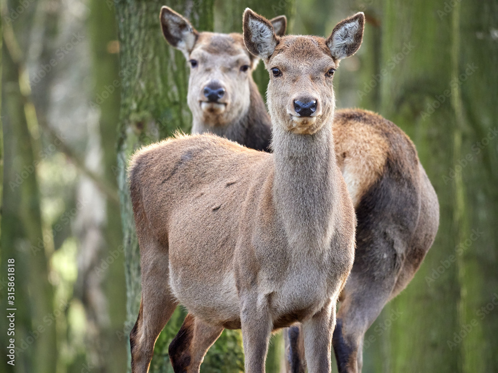 Two Red Deer (Cervus elaphus) hinds in the woods standing amoungst trees at Wentworth Castle Parkland, Yorkshire