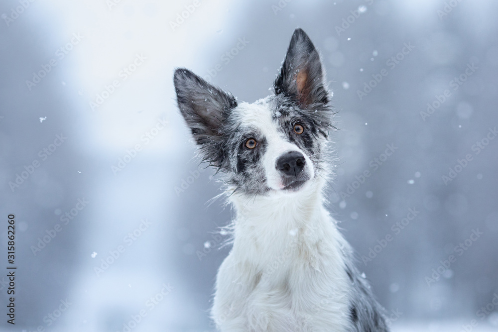 dog in the snow in winter. Portrait of a Border Collie in nature