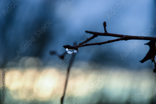 drop of water on a branch against a blue sky