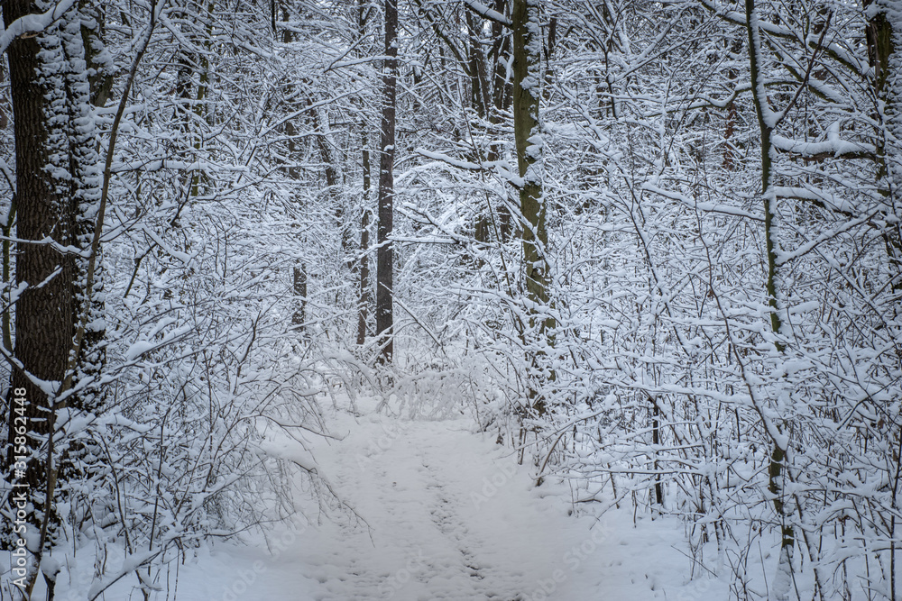 Fototapeta premium forest road in the winter forest