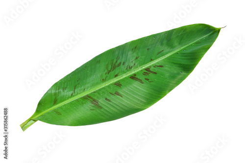 Green leaves isolated on white background.Banana leaves.