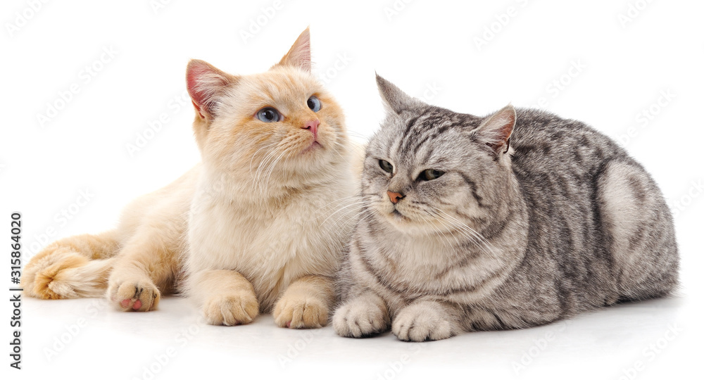 Gray and white cat. Gray and white cat.