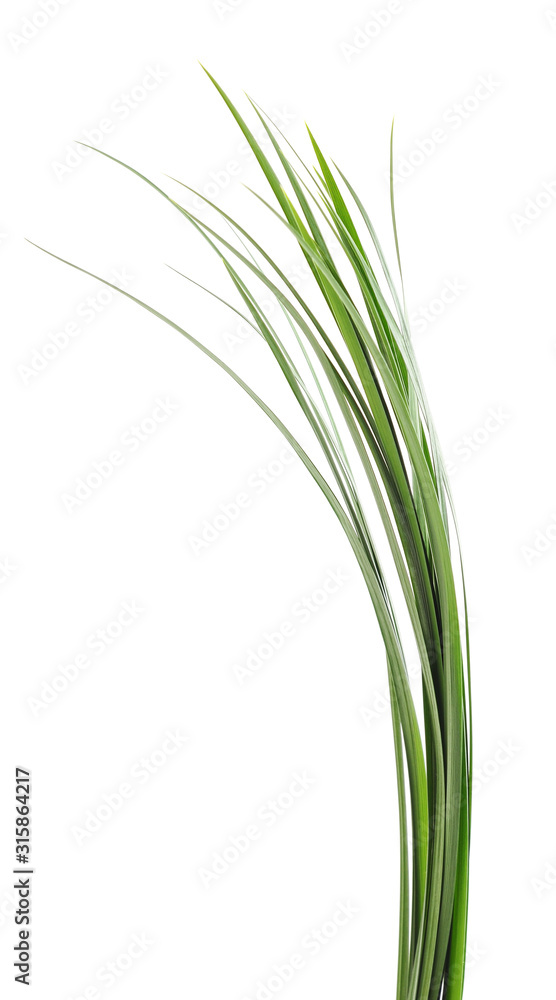 Bunch of green grass. Bunch of green grass.