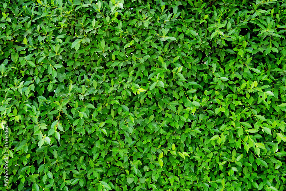 green leaf background texture green leaf background texture