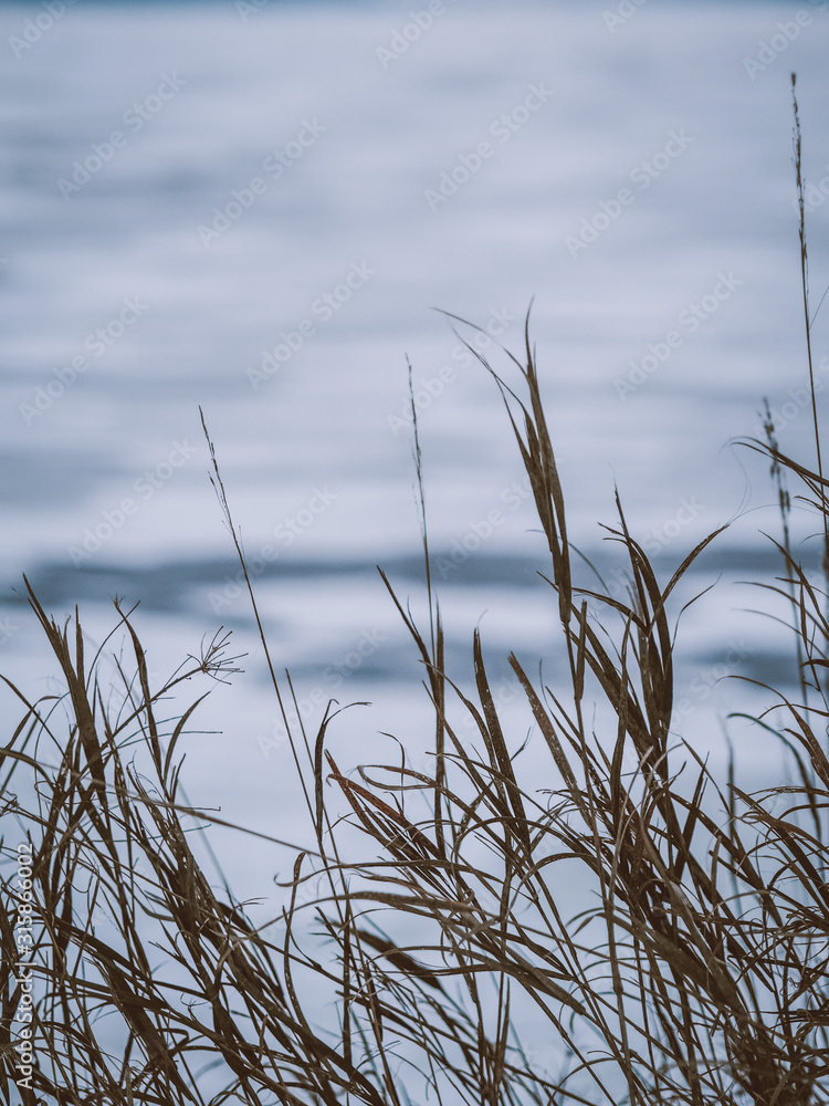 Dried grass on the background of an icy desert, a frozen river Dried grass on the background of an icy desert, a frozen river