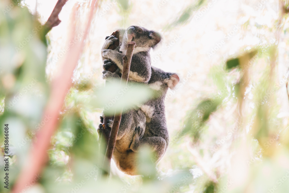 Fototapeta premium 2 male and female koala romantic relationship season bonding couple cuddly
