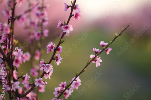 Pink peach tree in a natural garden during flowering.