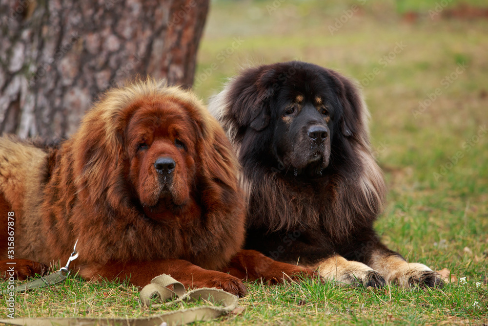 Fototapeta premium Two dogs breed Tibetan Mastiff