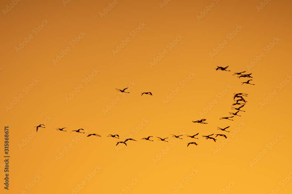 flock of birds in sunset flock of birds in sunset