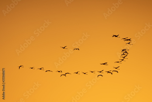 flock of birds in sunset © skazar