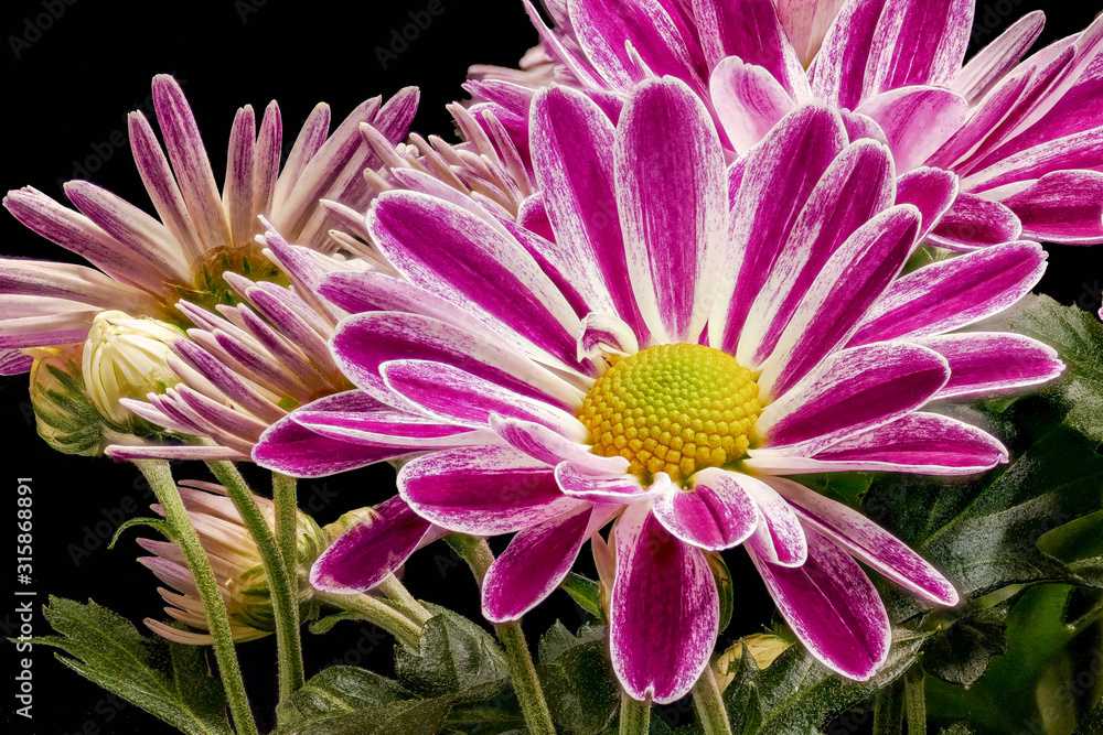 Garden chrysanthemum (Chrysanthemum morifolium) Garden chrysanthemum (Chrysanthemum morifolium)