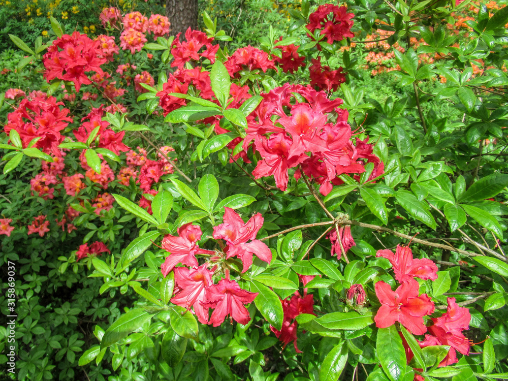 Red flowers in a garden surrounded by green leaves. Red flowers in a garden surrounded by green leaves.