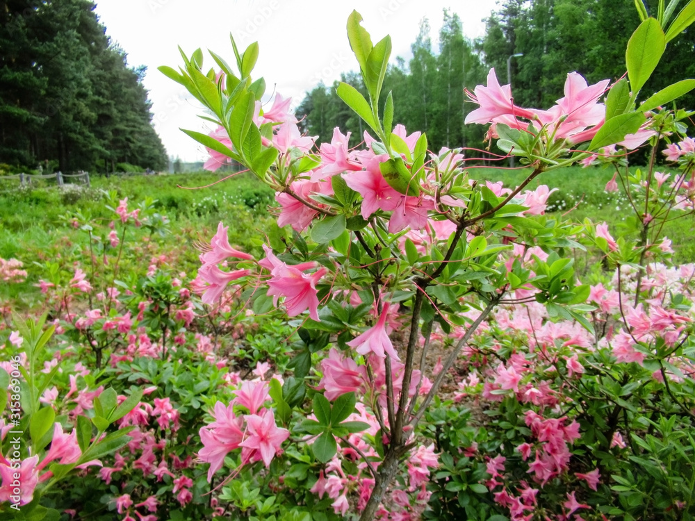 Obraz premium Pink flowers in a garden with trees on background.