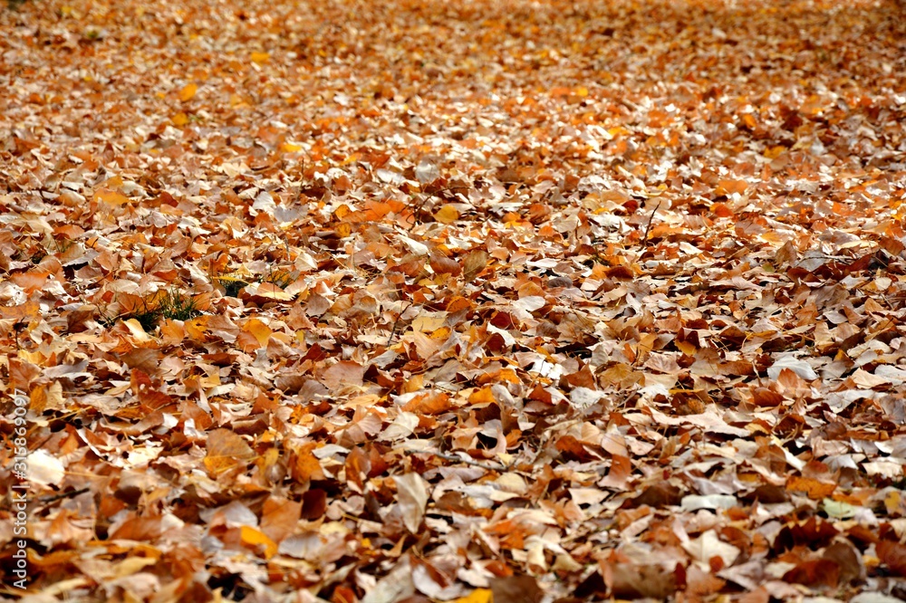 autumn leaves on the floor autumn leaves on the floor