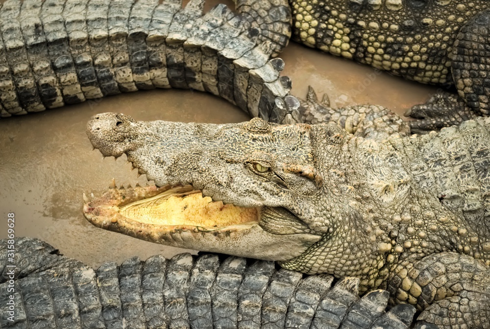 Fototapeta premium Siamese crocodile (Crocodylus siamensis) on a farm near My Tho, Vietnam. This is an endangered species of medium-sized freshwater crocodiles native to Indonesia.