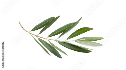 Obraz na płótnie Fresh olive branch leaves isolated on white background