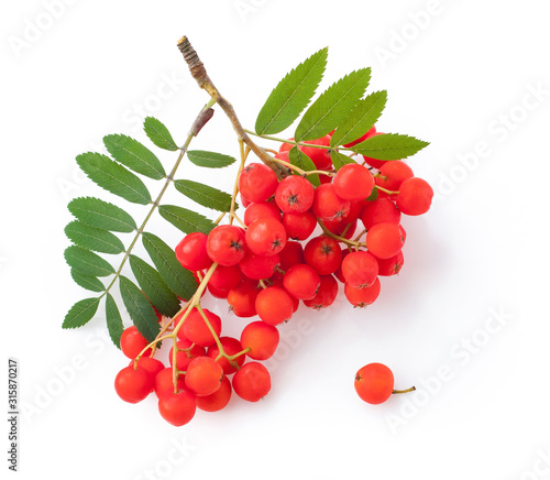 bunch rowan berries isolated