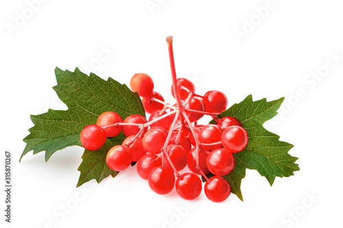 Viburnum red berries isolated. Branch of red viburnum on white background.