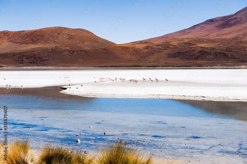 High-altitude lagoon with pink flamingos in Altiplano plateau, Bolivia. South America landscapes
