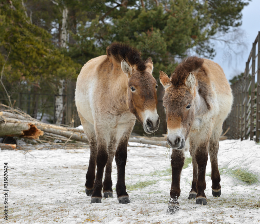 Mongolian wild ass (Equus hemionus hemionus), also known as Mongolian khulan. Winter