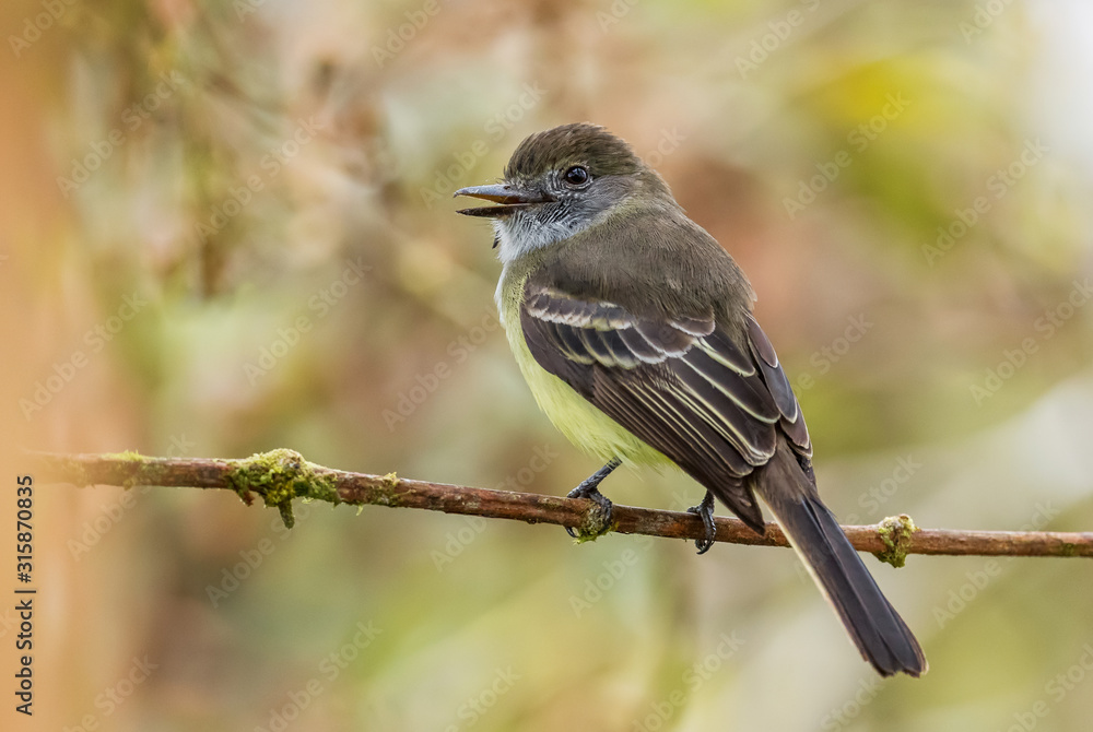 Pale-edged Flycatcher - Myiarchus cephalotes, beautiful colored flycatcher from eastern Andean slopes, San Isidro, Ecuador. Pale-edged Flycatcher - Myiarchus cephalotes, beautiful colored flycatcher from eastern Andean slopes, San Isidro, Ecuador.