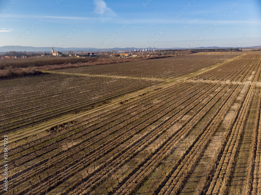 Nice Hungarian landscape, famous wine producing region.Rows of grapevine. Nice Hungarian landscape, famous wine producing region.Rows of grapevine.