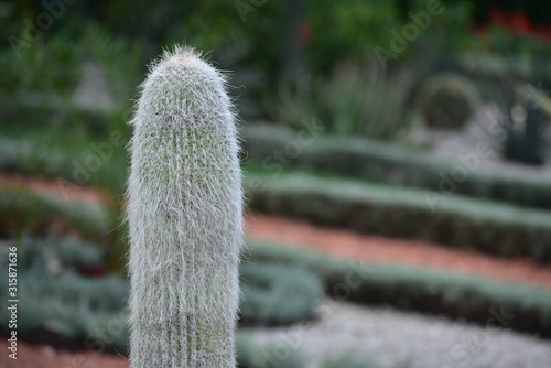Cephalocereus senilis Old man cactus in Haifa Israel photo