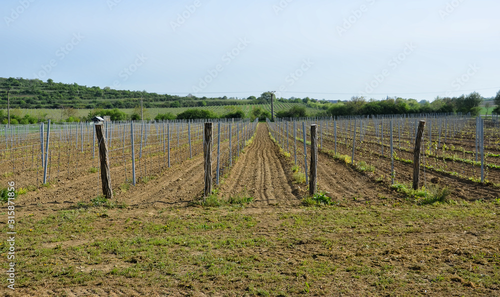 vineyard part in spring at south moravian