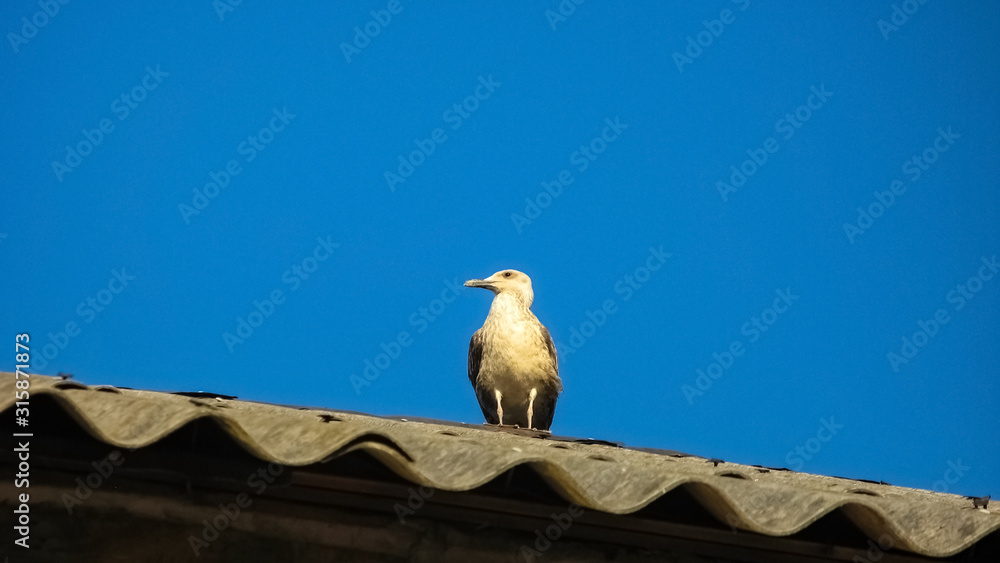 Seagull sits at the roof of the house Seagull sits at the roof of the house