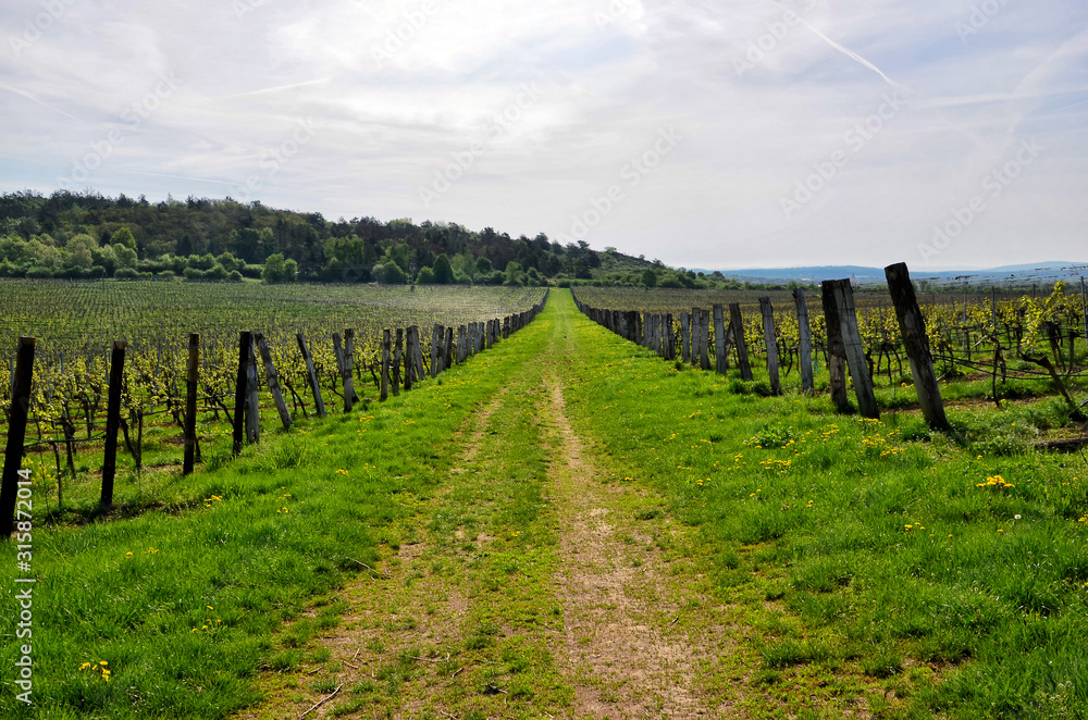 big vineyard and wide walking route spring landscape