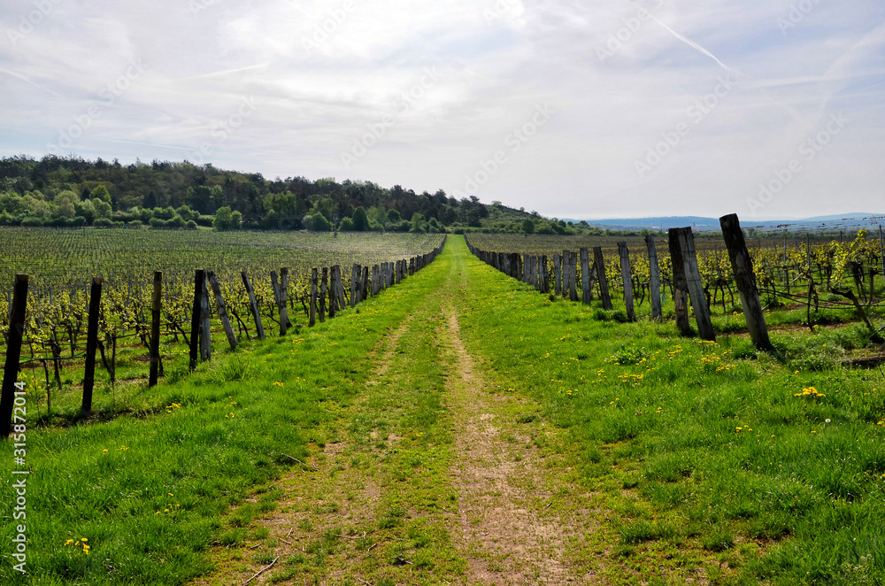 big vineyard and wide walking route spring landscape big vineyard and wide walking route spring landscape