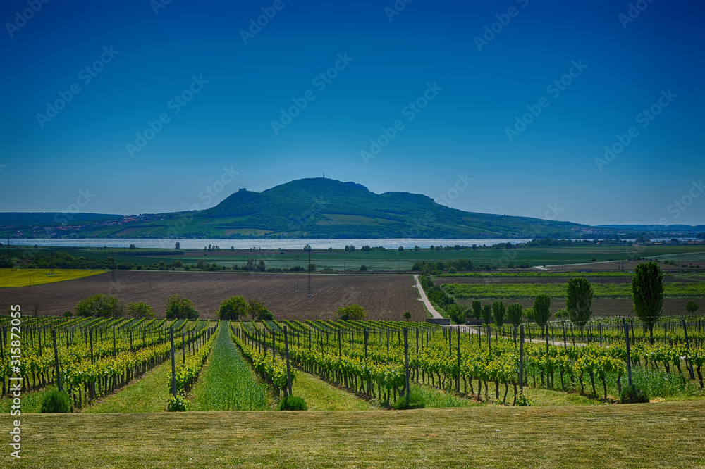 Naklejka premium vineyard near Palava protected Landscape Area
