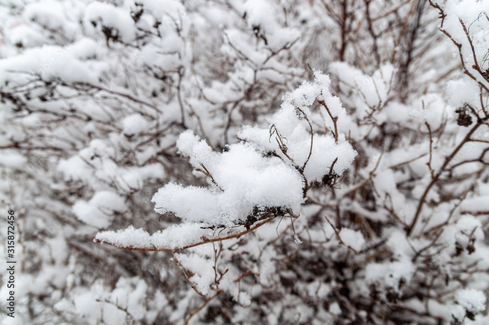 Snow covered bush branches. Branches of bushes in the snow in winter day