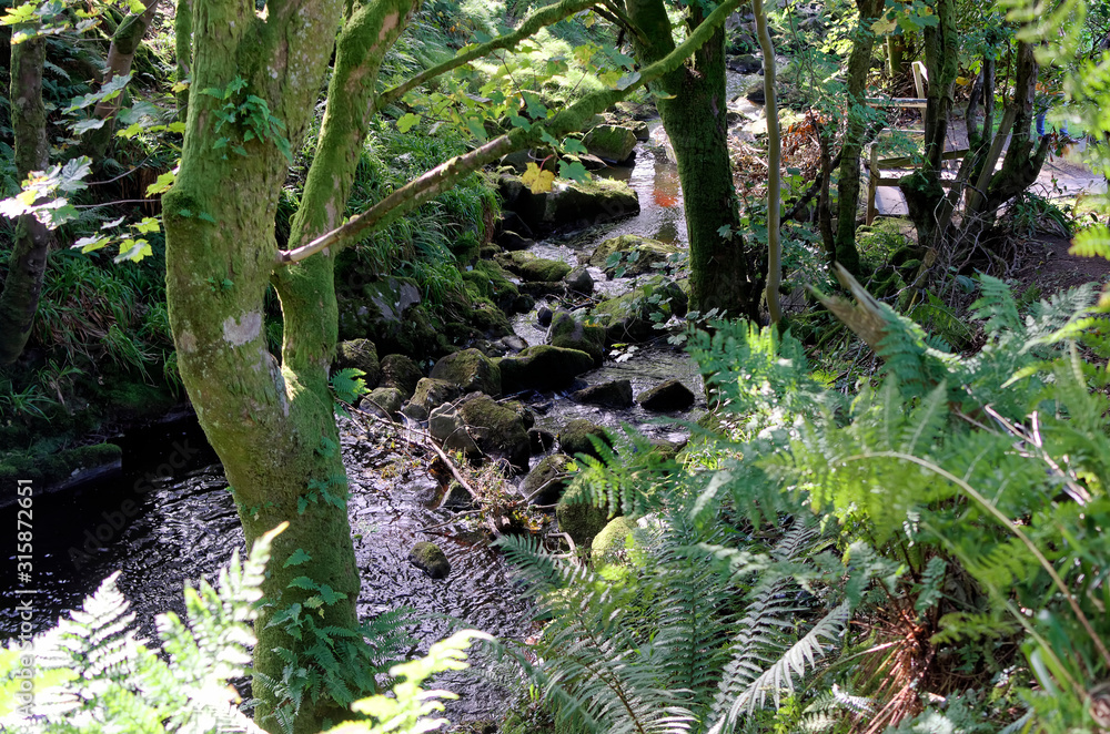 small forrest river and waterfall through trees small forrest river and waterfall through trees